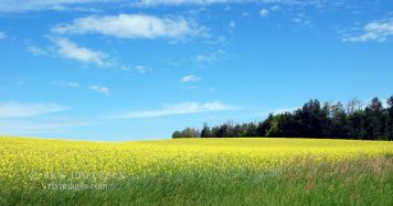 Afternoon Canola
